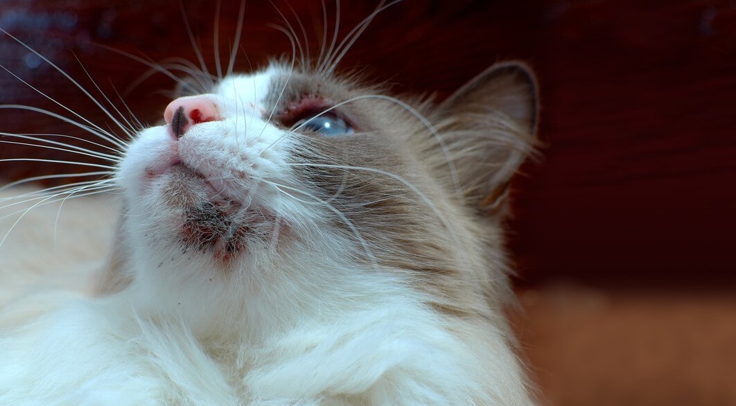 kedi çene aknesi iltihap belirtileri