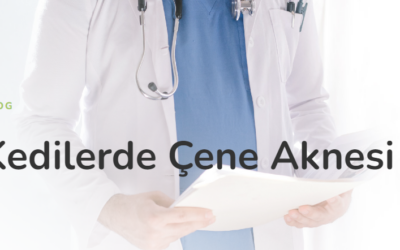 Kedilerde Çene Aknesi Neden Olur, Belirtiler & Tedavi – Paw Vita