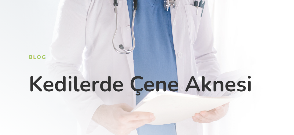 Kedilerde Çene Aknesi Neden Olur, Belirtiler & Tedavi – Paw Vita