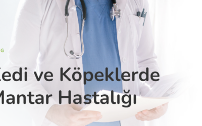 Kedi ve Köpeklerde Mantar Hastalığı
