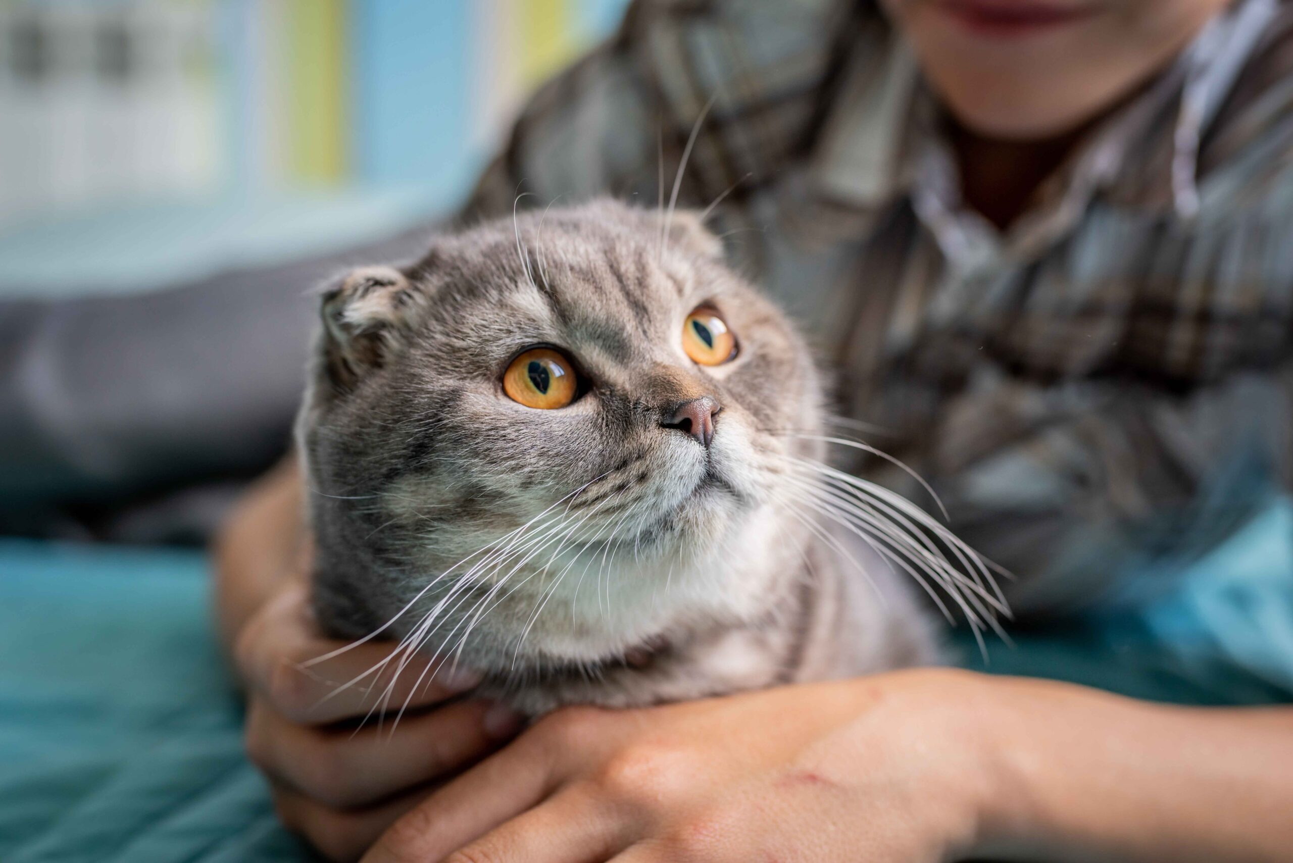 veteriner muayenesi kedi akne