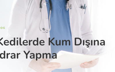 Kedilerde Kum Dışına İdrar Yapma